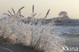 Marram (Ammophila arenaria)