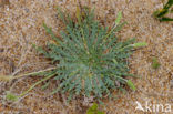 Hertshoornweegbree (Plantago coronopus)