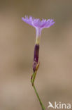 Jersey Pink (Dianthus gallicus)