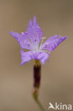 Jersey Pink (Dianthus gallicus)