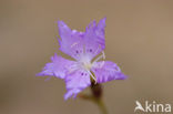 Jersey Pink (Dianthus gallicus)