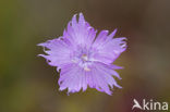 Jersey Pink (Dianthus gallicus)