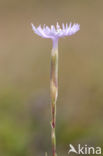 Jersey Pink (Dianthus gallicus)