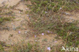 Jersey Pink (Dianthus gallicus)