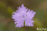 Jersey Pink (Dianthus gallicus)