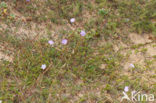 Jersey Pink (Dianthus gallicus)