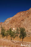 Saint Catherine s Monastery