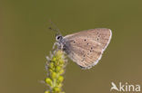 Mazarine Blue (Polyommatus semiargus)