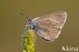 Mazarine Blue (Polyommatus semiargus)