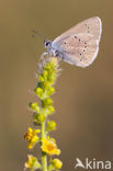 Mazarine Blue (Polyommatus semiargus)