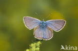Mazarine Blue (Polyommatus semiargus)