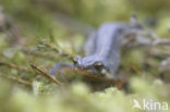 Kleine watersalamander (Triturus vulgaris)