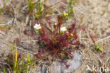 Oblong-leaved Sundew (Drosera intermedia)