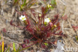 Oblong-leaved Sundew (Drosera intermedia)