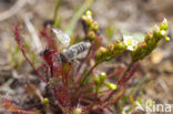 Kleine zonnedauw (Drosera intermedia) 