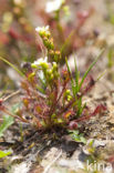 Kleine zonnedauw (Drosera intermedia) 