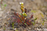 Oblong-leaved Sundew (Drosera intermedia)