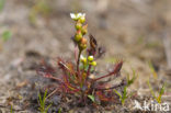 Oblong-leaved Sundew (Drosera intermedia)