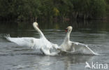 Knobbelzwaan (Cygnus olor)