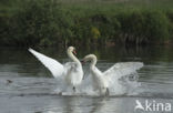 Knobbelzwaan (Cygnus olor)