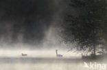 Mute Swan (Cygnus olor)