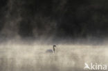 Mute Swan (Cygnus olor)