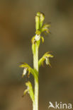 Koraalwortel (Corallorhiza trifida) 