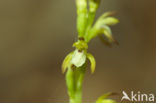 Koraalwortel (Corallorhiza trifida) 