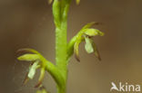 Early Coralroot (Corallorhiza trifida)