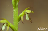 Early Coralroot (Corallorhiza trifida)