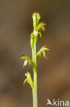 Koraalwortel (Corallorhiza trifida) 