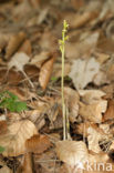 Koraalwortel (Corallorhiza trifida) 