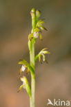 Koraalwortel (Corallorhiza trifida) 