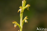 Koraalwortel (Corallorhiza trifida) 