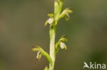 Koraalwortel (Corallorhiza trifida) 