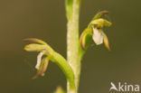 Early Coralroot (Corallorhiza trifida)