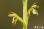 Early Coralroot (Corallorhiza trifida)