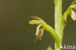 Early Coralroot (Corallorhiza trifida)