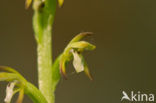 Early Coralroot (Corallorhiza trifida)