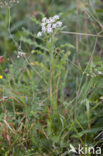 Whorled Caraway (Carum verticillatum)
