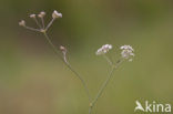 Whorled Caraway (Carum verticillatum)