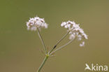 Whorled Caraway (Carum verticillatum)