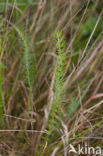 Whorled Caraway (Carum verticillatum)