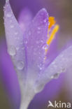 Crocus (Crocus spec.)