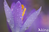 Crocus (Crocus spec.)