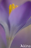 Crocus (Crocus spec.)