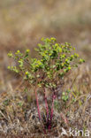 Kustwolfsmelk (Euphorbia portlandica)