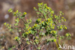 Kustwolfsmelk (Euphorbia portlandica)