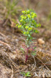 Kustwolfsmelk (Euphorbia portlandica)