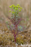 Kustwolfsmelk (Euphorbia portlandica)